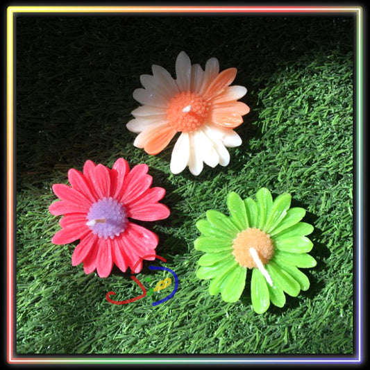 Daisy Love