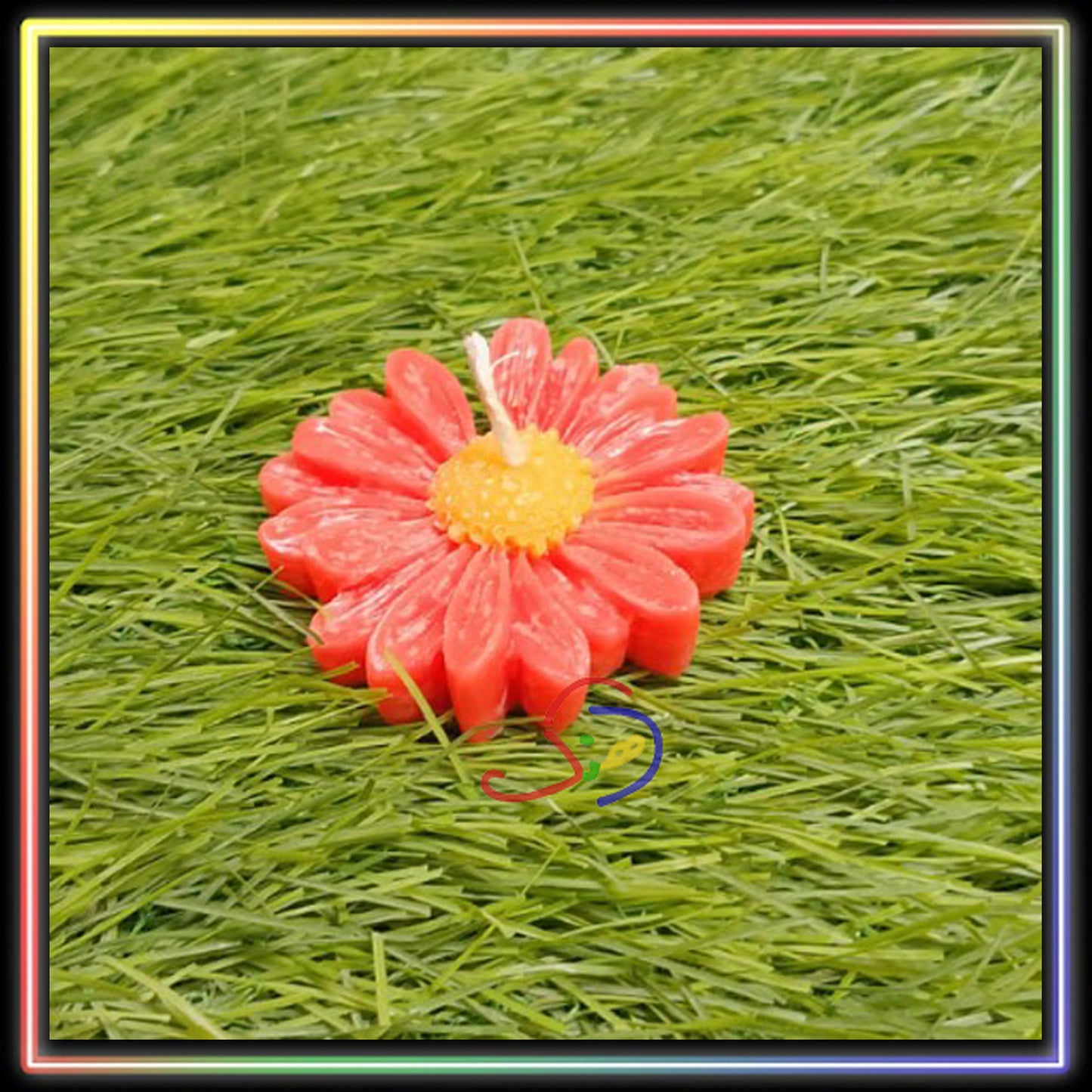 Daisy Love